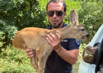 Căprioară salvată la Ialoveni și eliberată în pădure de inspectorii de mediu