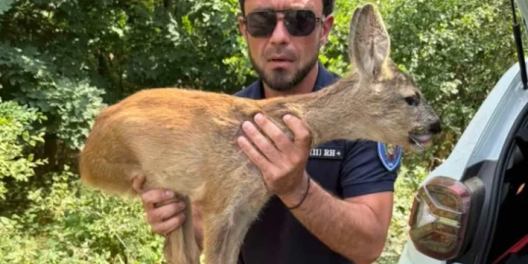 Căprioară salvată la Ialoveni și eliberată în pădure de inspectorii de mediu
