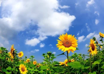 Caniculă extremă în toată țara: până la +38°C, ploi în nord