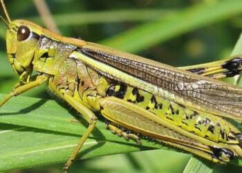 Минсельхоз предупреждает: Саранча приближается — срочно сообщайте о нашествиях