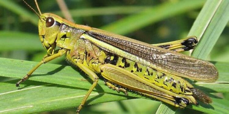 Минсельхоз предупреждает: Саранча приближается — срочно сообщайте о нашествиях