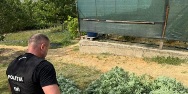 Droguri descoperite în Căușeni și Chișinău: suspecții riscă până la 15 ani de pușcărie