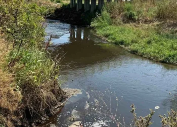 Inspectorii de mediu investighează gradul de poluare al râului Bâc