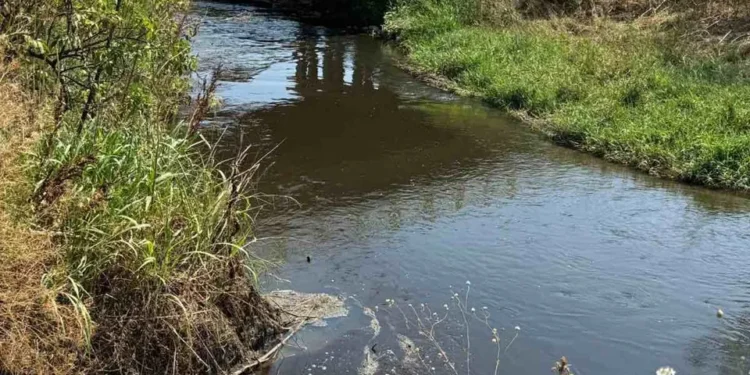 Inspectorii de mediu investighează gradul de poluare al râului Bâc