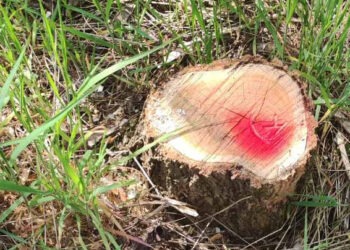 Dezastru ecologic la Cărpineni: peste 300 de arbori tăiați ilegal