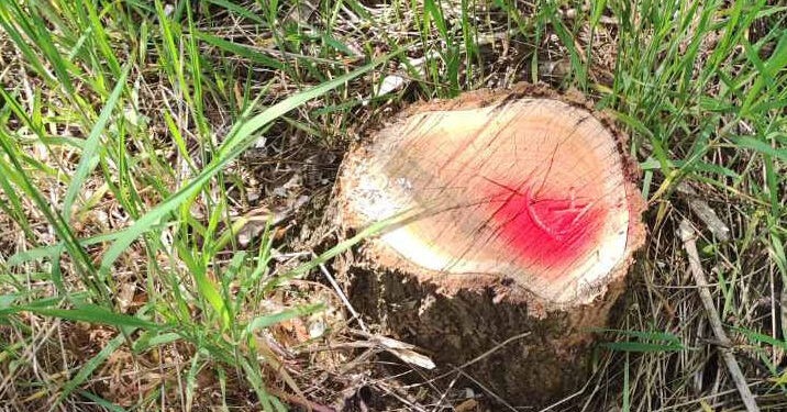 Dezastru ecologic la Cărpineni: peste 300 de arbori tăiați ilegal