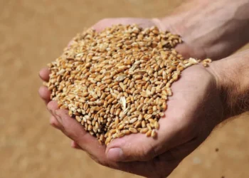 Рост цен на пшеницу в Украине и Молдове продолжается