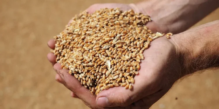 Рост цен на пшеницу в Украине и Молдове продолжается