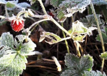 Producătorii de fructe afectați de înghețuri încă așteaptă sprijin din partea guvernului