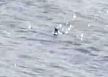 Лох-несское чудовище вынырнуло из воды: туристка утверждает, что засняла мифическое существо