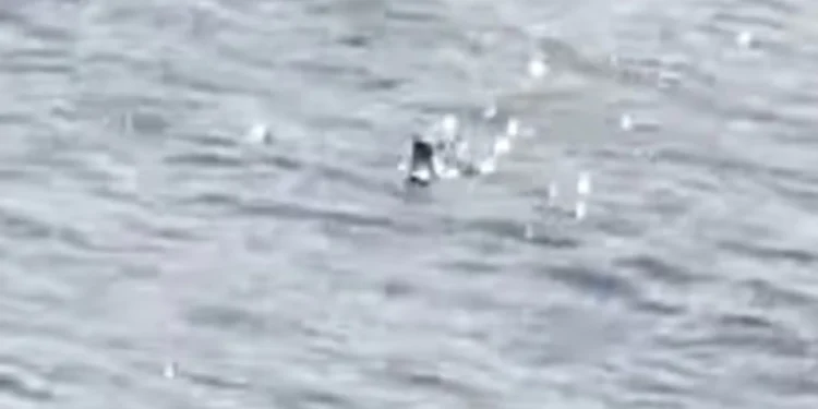 Лох-несское чудовище вынырнуло из воды: туристка утверждает, что засняла мифическое существо