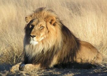 Сбежавший лев застрелен в Турции после нападения на рабочего