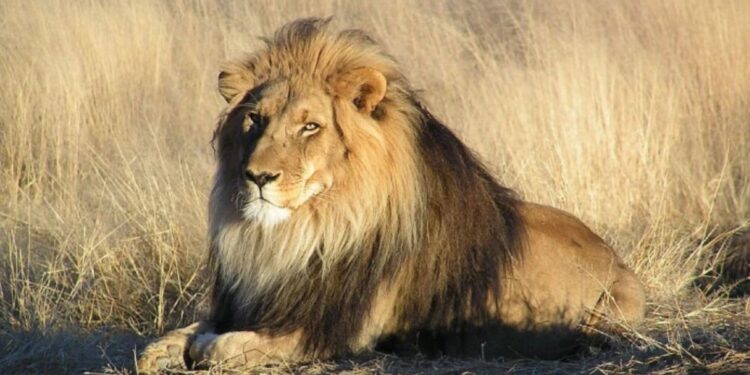 Сбежавший лев застрелен в Турции после нападения на рабочего