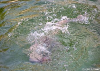 Почти 40 человек утонули с начала этого года