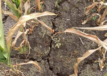 Fermierii din raioanele de sud cer autorităților să declare stare de urgență. Ce răspund autoritățile?