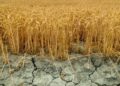 Agricultura trece printr-o criză profundă, dar ministrul alege să se ocupe de campania electorală