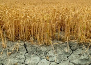 Agricultura trece printr-o criză profundă, dar ministrul alege să se ocupe de campania electorală