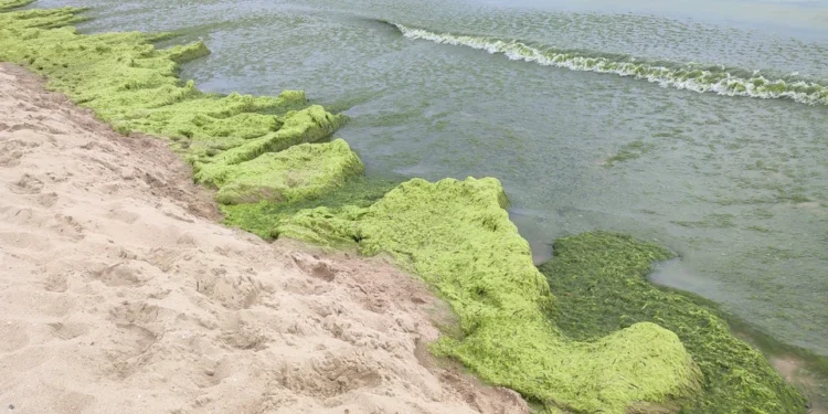 Вода в Чёрном море в разгар сезона остыла до 15 градусов: Граждане Молдовы, отдыхающие на побережье в Румынии и Болгарии в шоке — купаться невозможно