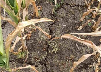 Урожай кукурузы и подсолнечника под угрозой: сельхозугодья Штефан-Водэ