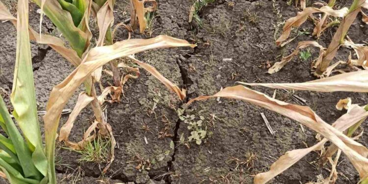 Урожай кукурузы и подсолнечника под угрозой: сельхозугодья Штефан-Водэ