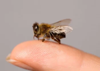 Peste 14.700 de apeluri la urgență într-o săptămână: mușcături, intoxicații și șocuri anafilactice