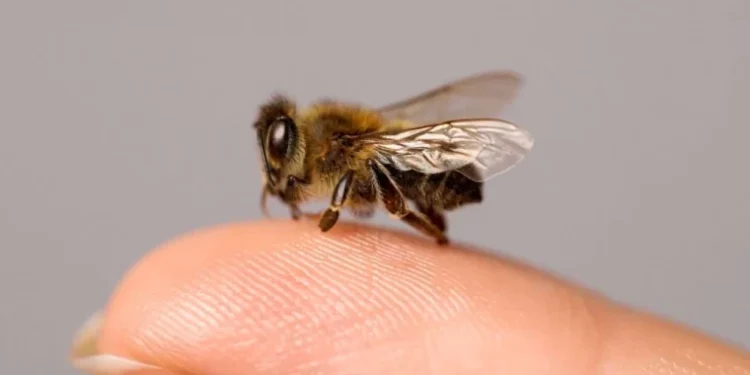 Peste 14.700 de apeluri la urgență într-o săptămână: mușcături, intoxicații și șocuri anafilactice