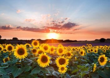 Еще теплее и без осадков: прогноз погоды на четверг, 21 августа