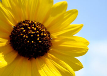 Лето не сдаётся: в Молдове ожидается жаркий и солнечный день