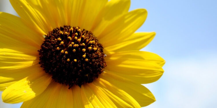 Лето не сдаётся: в Молдове ожидается жаркий и солнечный день