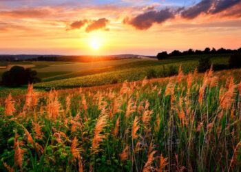 Лето на финише: жара и сухая погода сохранятся в Молдове