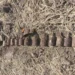 Сапёры в действии! Десятки взрывоопасных предметов времён Второй мировой войны уничтожены в Молдове