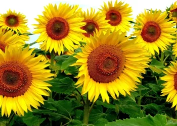 Осадков не ожидается: синоптики о погоде на пятницу, 15 августа