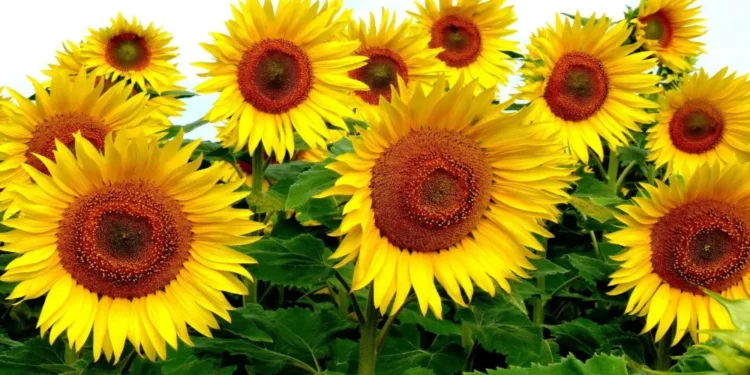 Осадков не ожидается: синоптики о погоде на пятницу, 15 августа