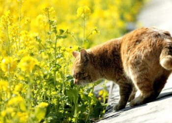 Прогноз погоды на 5 августа: до 35°C, местами грозы