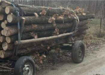 Șef de Inspecție agresat de un căruțaș în timpul unei verificări în Bălți