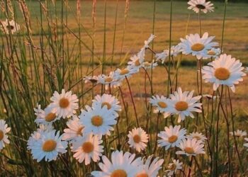 Погода в Молдове на 6 августа: жара и грозы