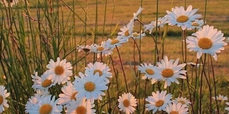 Погода в Молдове на 6 августа: жара и грозы