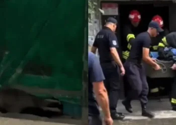 Необычная спасательная операция на севере страны. Барсук застрял в подъезде жилого дома