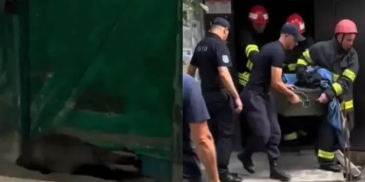 Необычная спасательная операция на севере страны. Барсук застрял в подъезде жилого дома