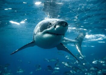 В турецком Бодруме стая акул подплыла к берегу. Туристов срочно вывели из воды