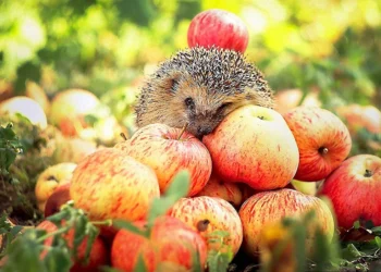 Приятный августовский день: прогноз погоды на вторник