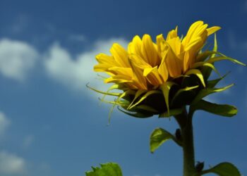 Прогноз погоды на пятницу: без осадков и до 31 °C