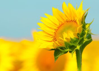 Погода в Молдове на 12 августа: тепло и без дождей