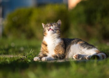 Стабильно без осадков: прогноз погоды на среду, 13 августа