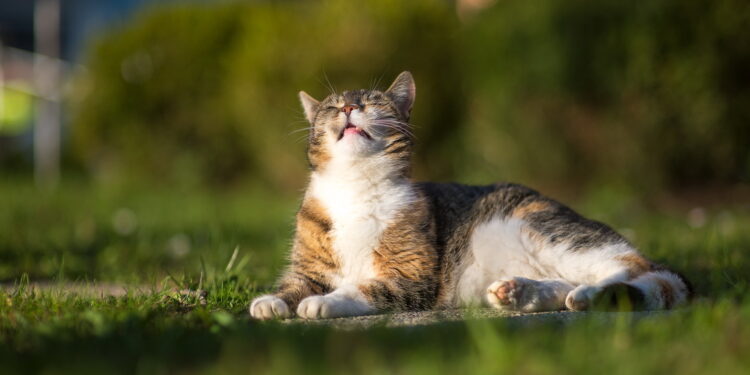 Стабильно без осадков: прогноз погоды на среду, 13 августа