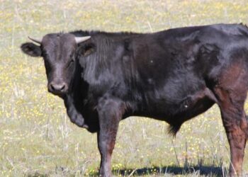 10-летняя девочка пострадала от нападения быка в Бричанах