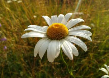 Прогноз погоды на 2 августа