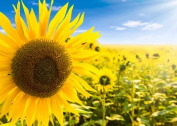 Прогноз погоды на 17 августа