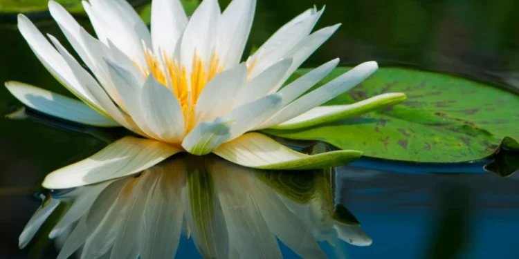 Vreme caldă și stabilă: maxime de până la +30°C