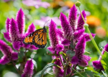 Caniculă și ploi izolate în unele regiuni ale țării